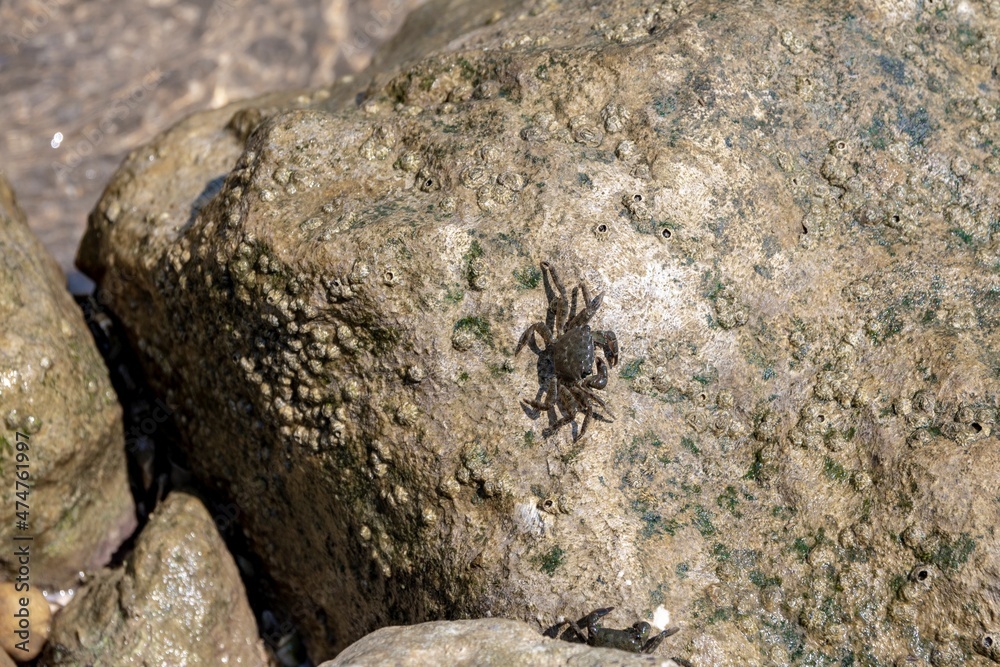 Mediterranean crabs above the rocks Mediterranean crabs above the rocks