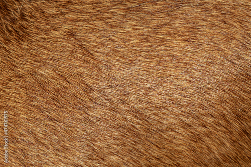 Wallpaper Mural Hair abstract texture. Surface backdrop. Hairy effect pattern. Natural background. Torontodigital.ca