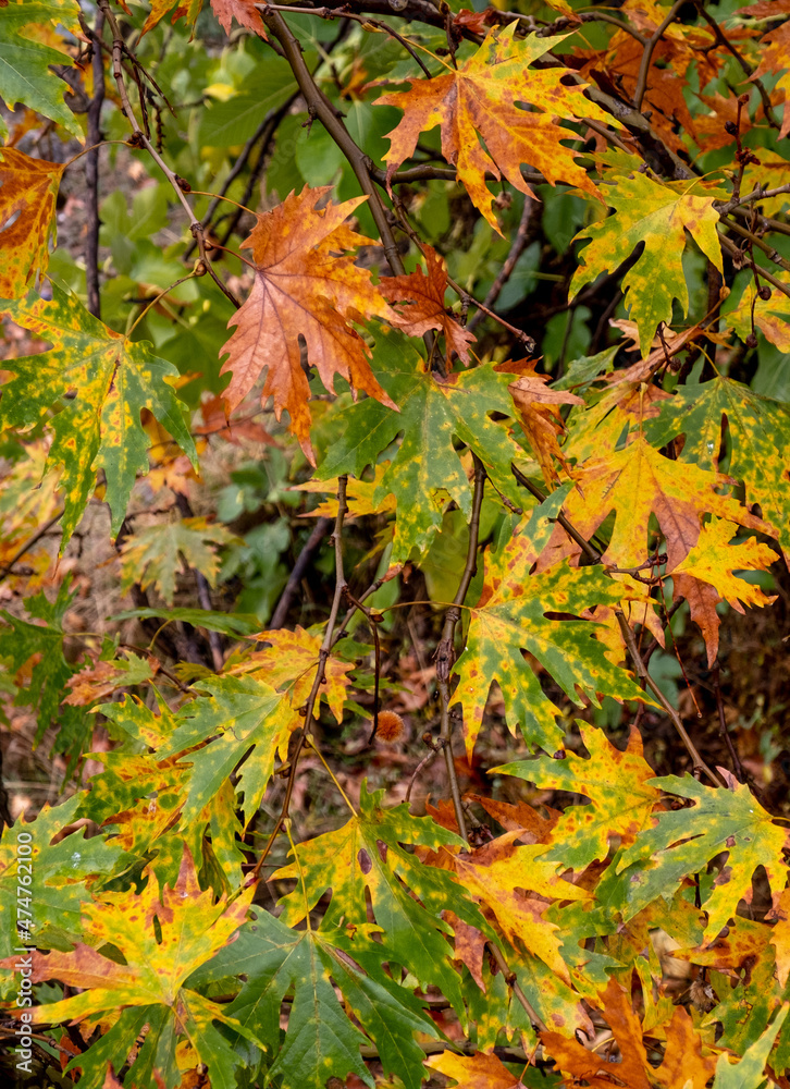 Nature background with autumn tree maple leaves. Flora patterns, fall season Nature background with autumn tree maple leaves. Flora patterns, fall season