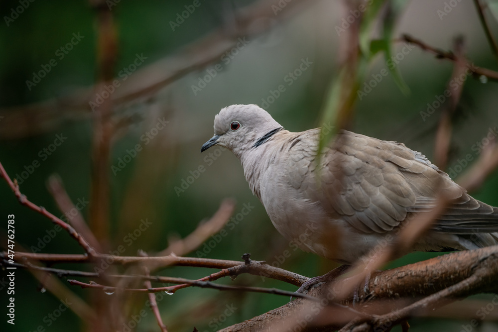 pigeon on a tree in a rainy day pigeon on a tree in a rainy day