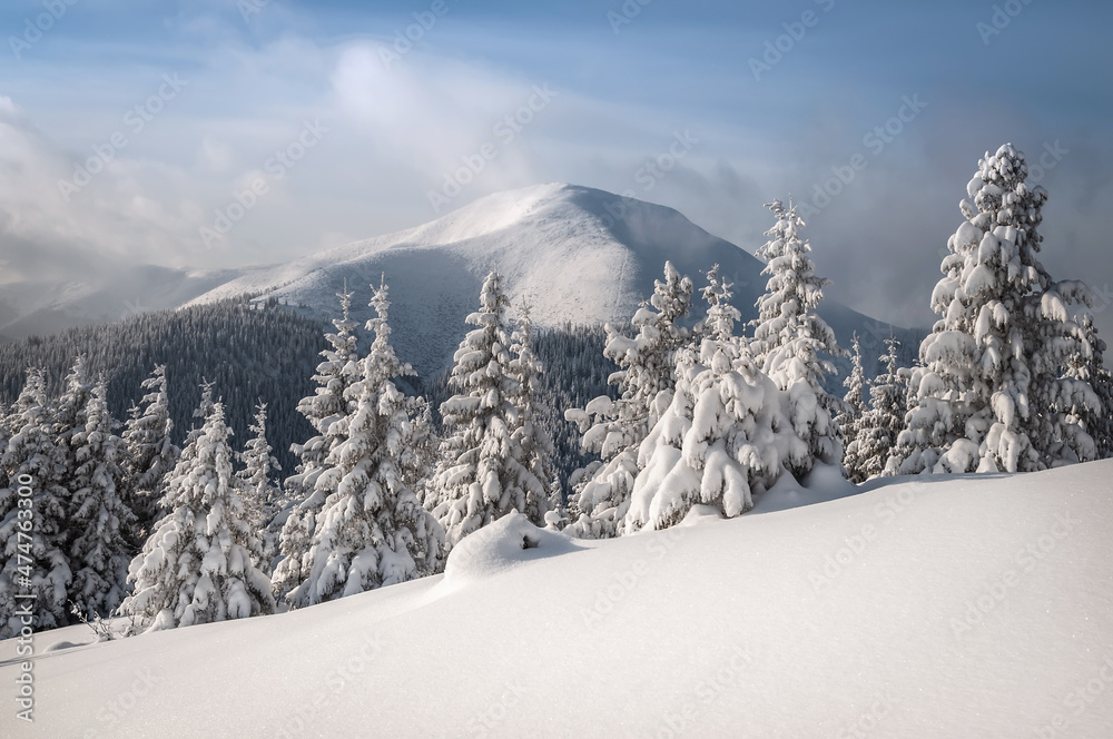 Obraz premium Splendid scenery in winter. Fantastic frosty morning in mountains. Snow-cowered trees under warm sunlight. Fantastic mountain highland. Amazing winter background. Wonderful Christmas Scene