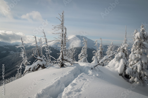 Splendid scenery in winter. Fantastic frosty morning in mountains. Snow-cowered trees under warm sunlight. Fantastic mountain highland. Amazing winter background. Wonderful Christmas Scene © lesia