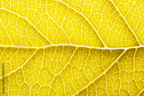 Yellow leaf macro backgroud texture close up