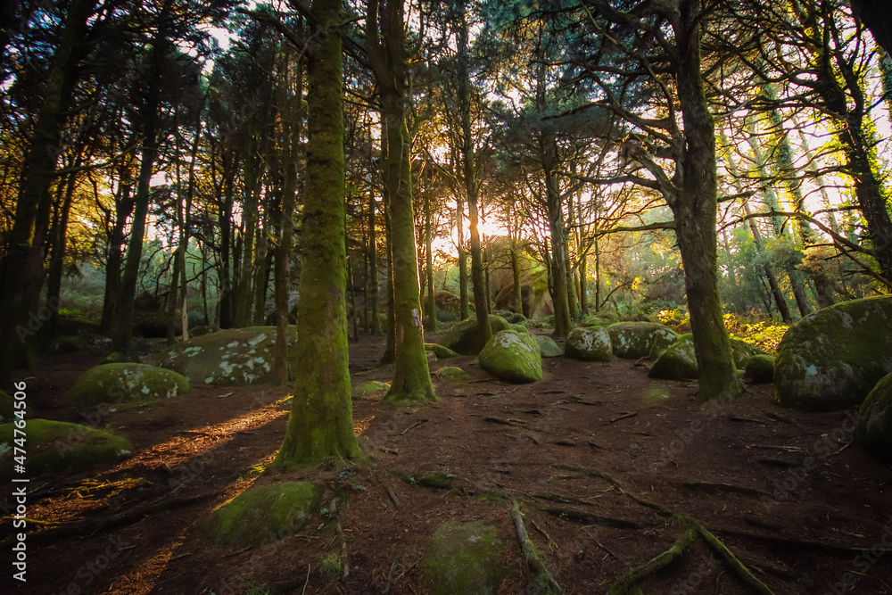 Naklejka premium Forest landscape with the sun's rays shining among the trees. Old wood with rocks with moss