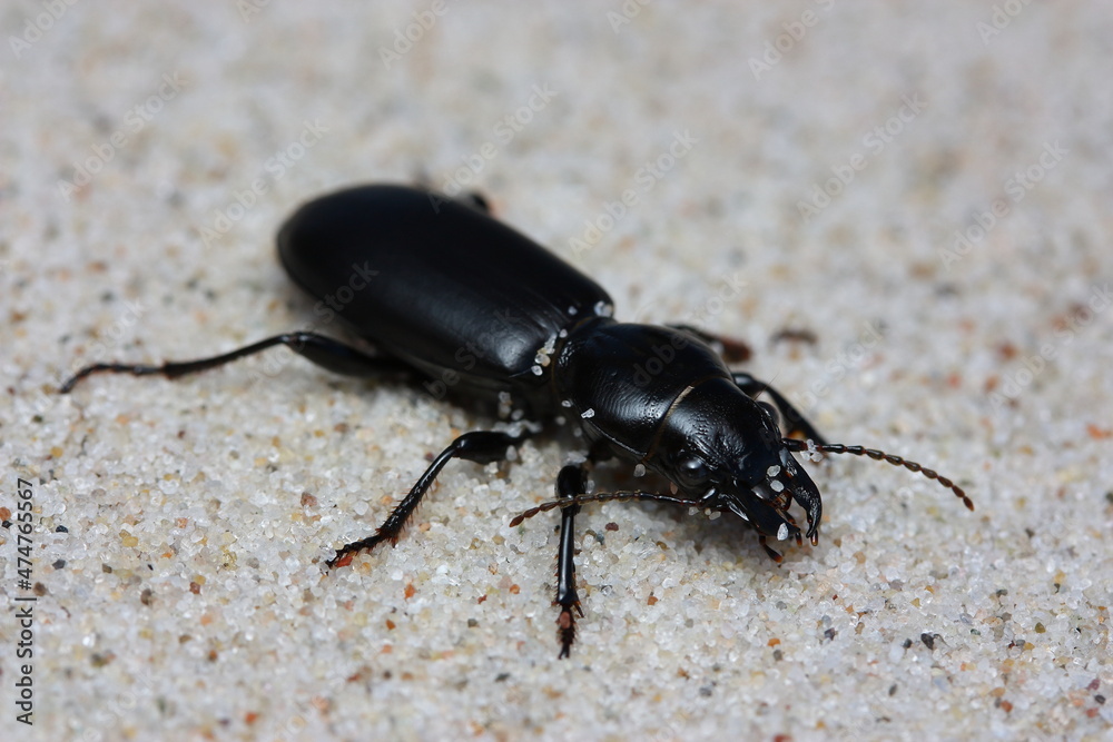 Broscus cephalotes, nocturnal carabid beetle in natural sandy habitat Broscus cephalotes, nocturnal carabid beetle in natural sandy habitat