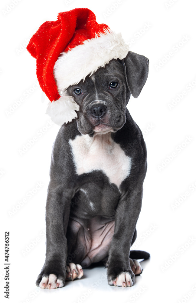 Cute puppy with santa hat isolated on white Cute puppy with santa hat isolated on white