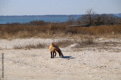 Red Fox on the Beach photo