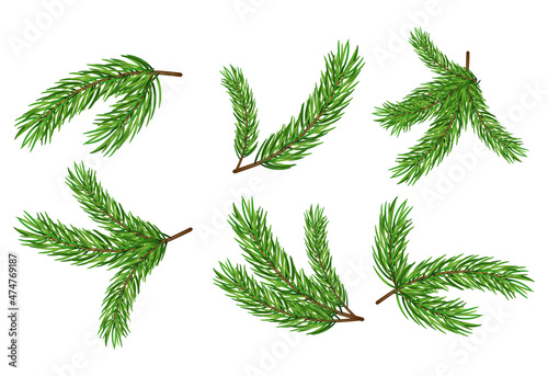 Pine tree branch isolated fir vector decoration xmas green background evergreen transparent spruce