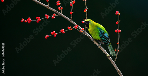 Little green feathered bird eating fruit photo