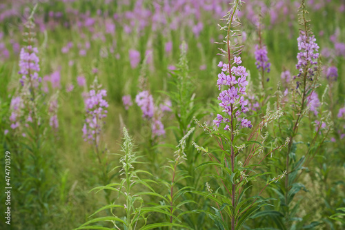 Pink flowers of cypress,Epilobium or Chamerion narrow-leaved, in flower ivan-tea. High quality photo