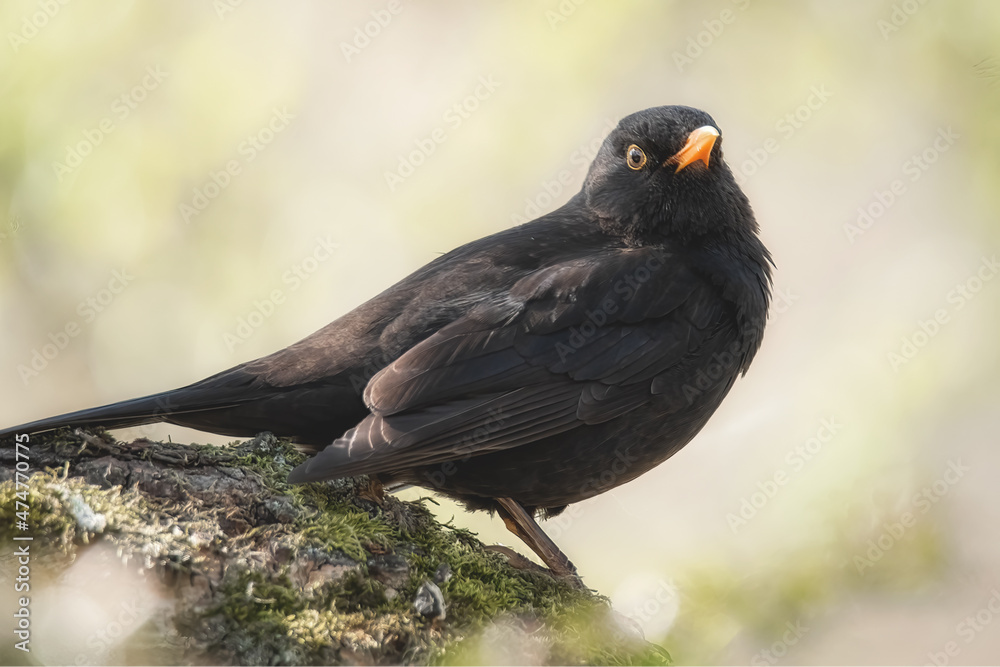 Fototapeta premium Amsel im Sonnenlicht
