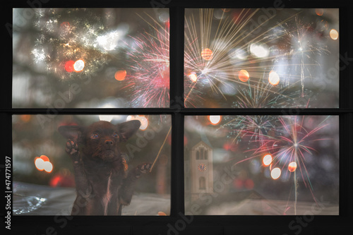 Puppy dog looks out the window and watching the fireworks