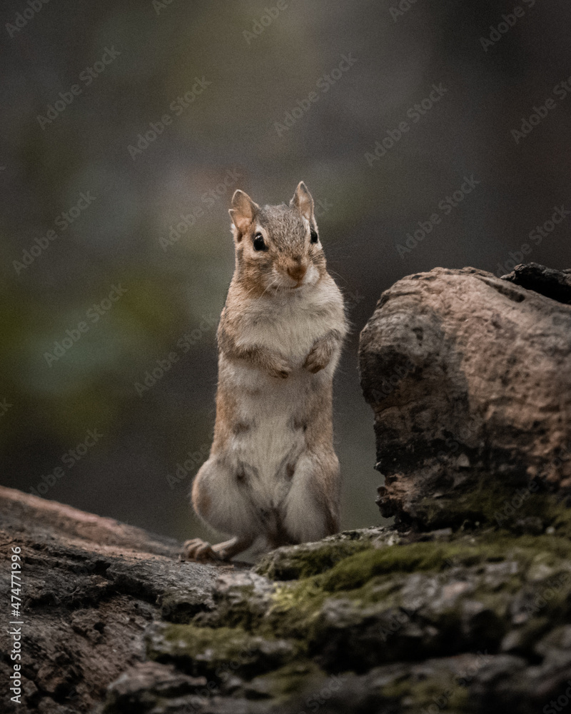 Fototapeta premium Chipmunk
