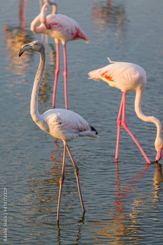 Flamingo - Ras Al Khor Wildlife Sanctuary, Dubai, UAE