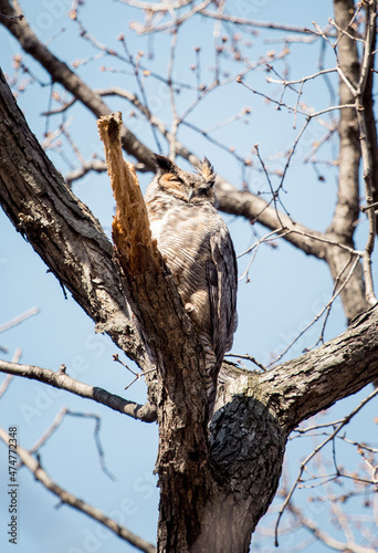 Owl