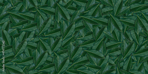 Abstract background from young laurel leaves. Seasoning for dishes. Food concept.