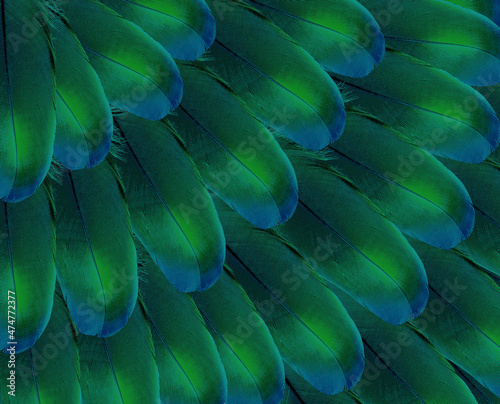 Bright abstract background of tropical bird feathers. Idea for wallpaper for phone, cards, wrapping paper and other materials.