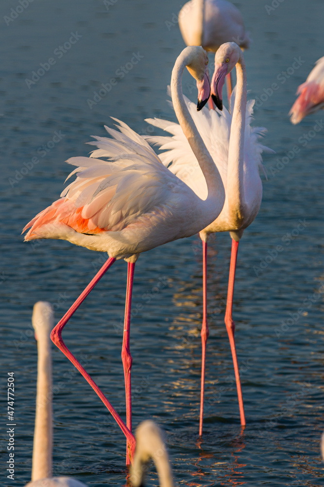 Obraz premium Flamingo - Ras Al Khor Wildlife Sanctuary, Dubai, UAE