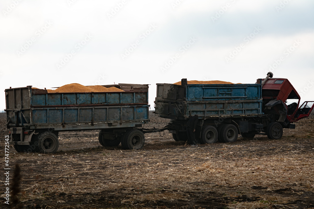 Truck loaded with corn grain in the field