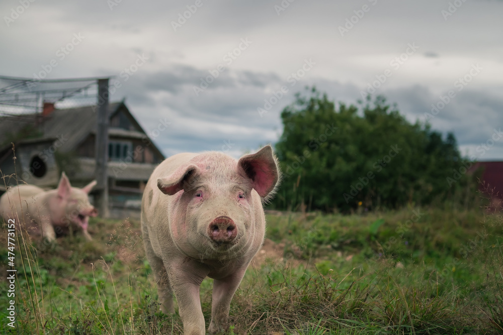 two pigs on a background of high mountains two pigs on a background of high mountains