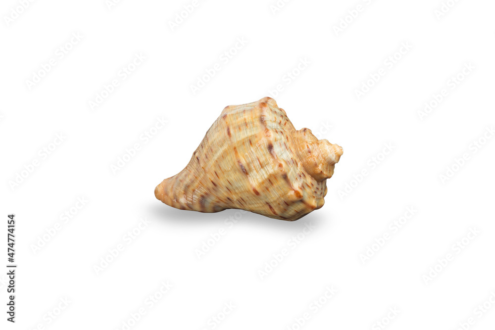 seashell sea, shell, conch, on white background seashell sea, shell, conch, on white background
