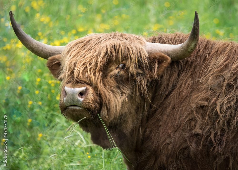 Scottish highland bull 