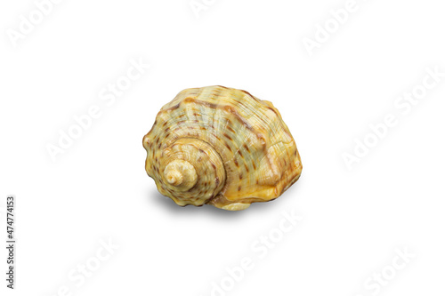 seashell sea, shell, conch, on white background