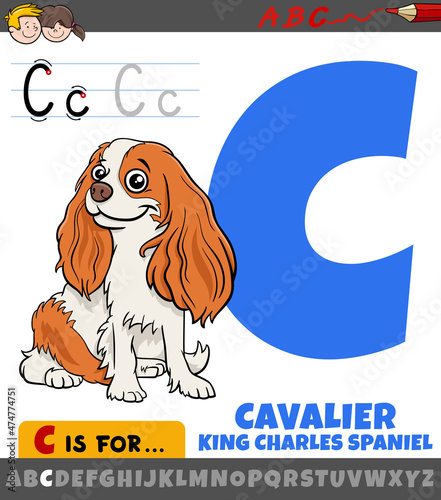 letter C from alphabet with cartoon cavalier dog animal character