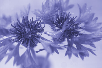 Crédence de cuisine Pantone 2022 very peri Cornflowers close up with bokeh. Macro. Soft focus  © Галя Дорожинська