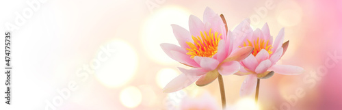 Photographie Lotus flowers blooming over pink blurred background