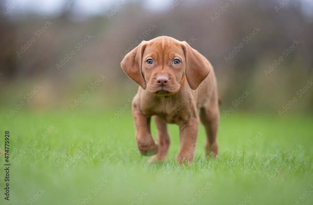 Hungarian vizla puppy Hungarian vizla puppy