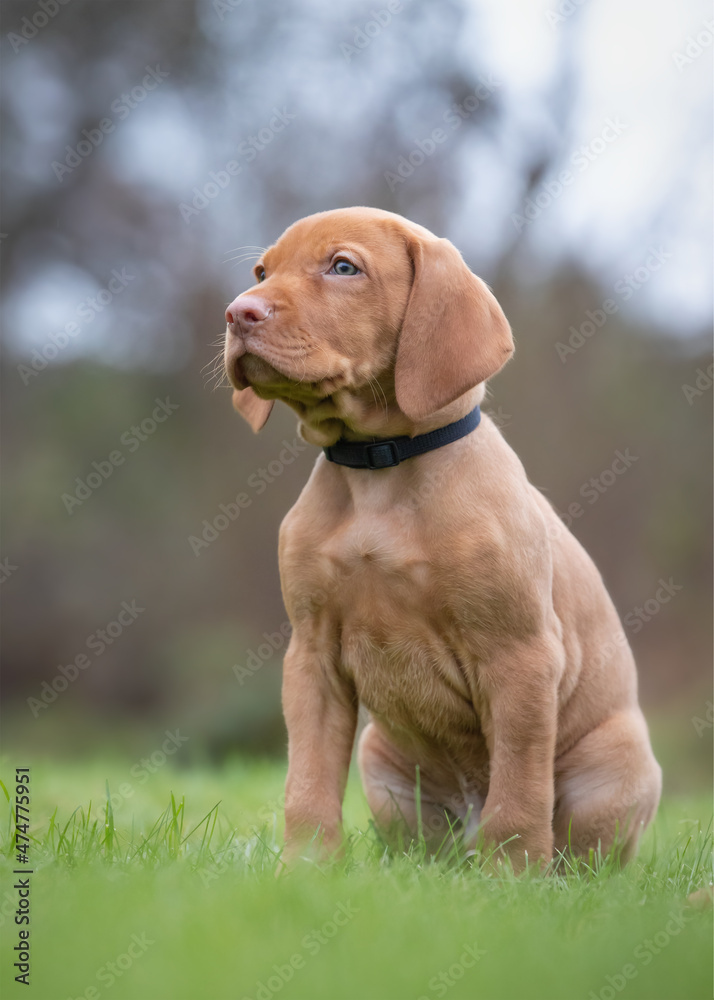 Hungarian vizla puppy