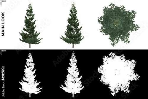 3D Rendering of Front, Left and Top view of Tree (Picea Omorika) with alpha mask to cutout and PNG editing. Forest and Nature Compositing.	
