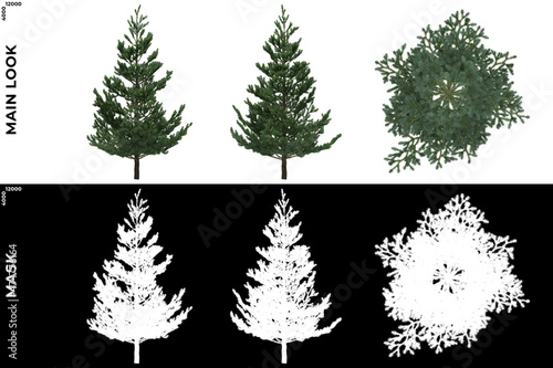 3D Rendering of Front, Left and Top view of Tree (Picea Omorika) with alpha mask to cutout and PNG editing. Forest and Nature Compositing.	
