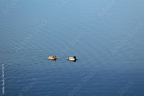 Kaczki pływają po niebieskiej wodzie tworząc falę.