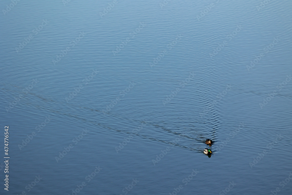 Kaczki pływają po niebieskiej wodzie tworząc  falę. - obrazy, fototapety, plakaty 