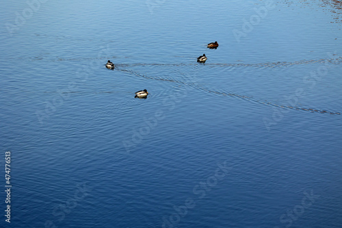 Kaczki pływają po niebieskiej wodzie tworząc falę.