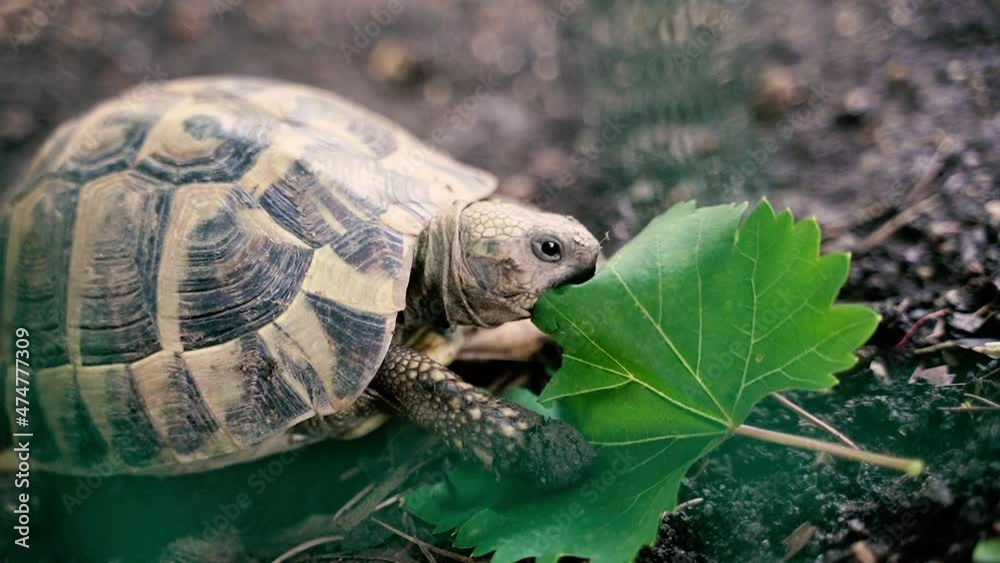 Turtle. A land turtle bites a green leaf. Turtle. A land turtle bites a green leaf.