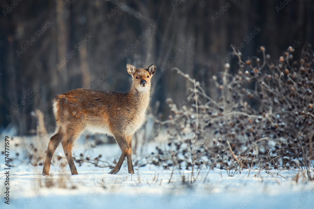 Female Roe deer in the winter forest. Animal in natural habitat Female Roe deer in the winter forest. Animal in natural habitat