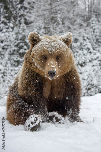 Close wild big brown bear to sit in winter forest