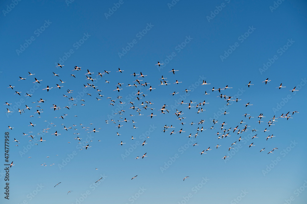 Flock of flamingos flying on Delta del ebro, Tarragona