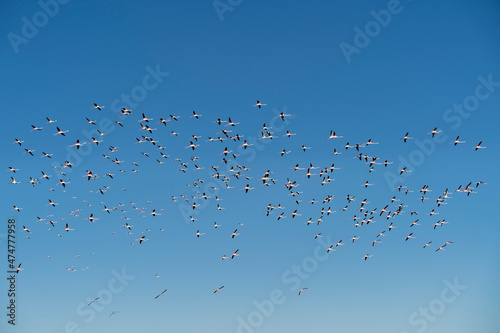 Flock of flamingos flying on Delta del ebro, Tarragona