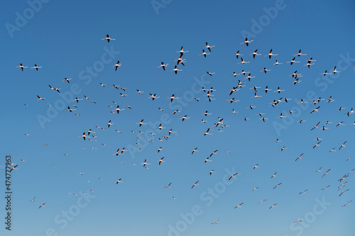 Flock of flamingos flying on Delta del ebro, Tarragona