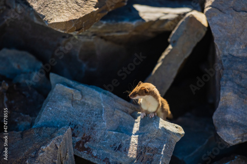 Curious Ermine Closes its Eyes While Perched on Rock