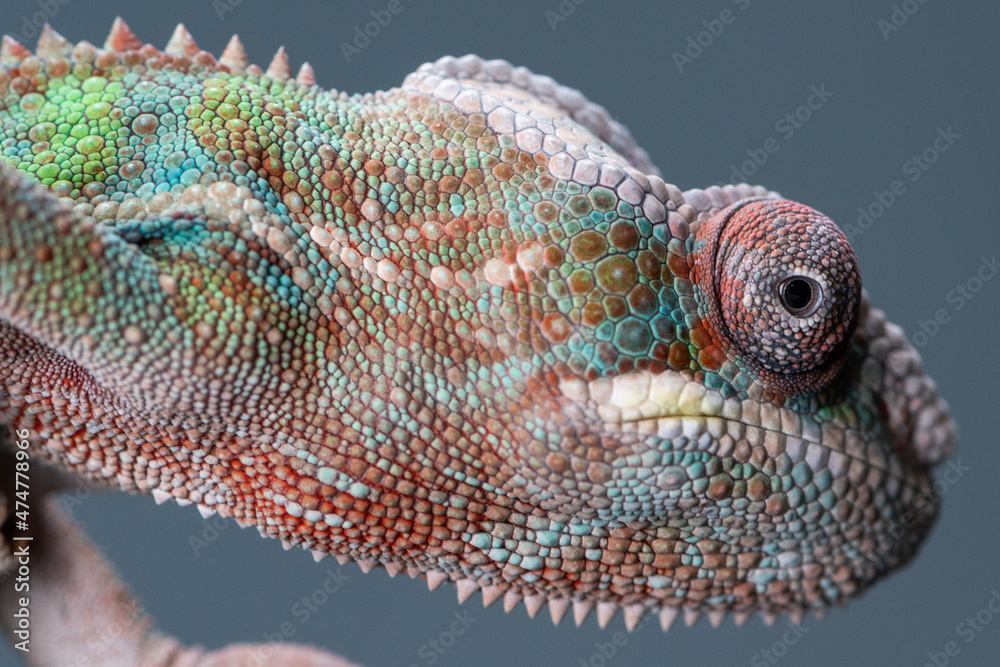 Fototapeta premium chameleon side face close up 