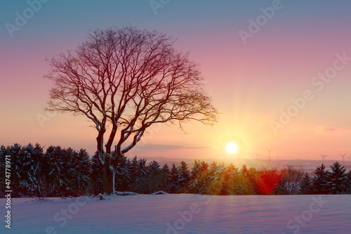 Sunset under the winter tree. Christmas background. © Swetlana Wall