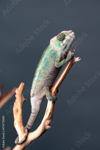 chameleon on branch 2