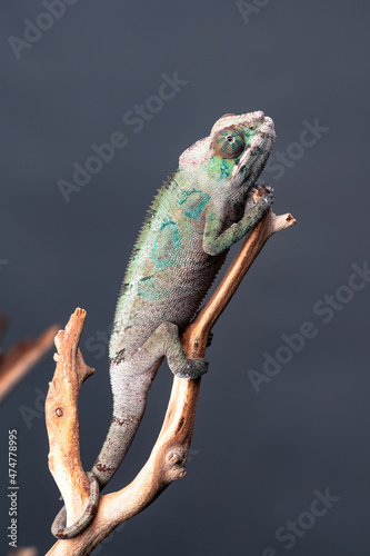 chameleon on branch 
