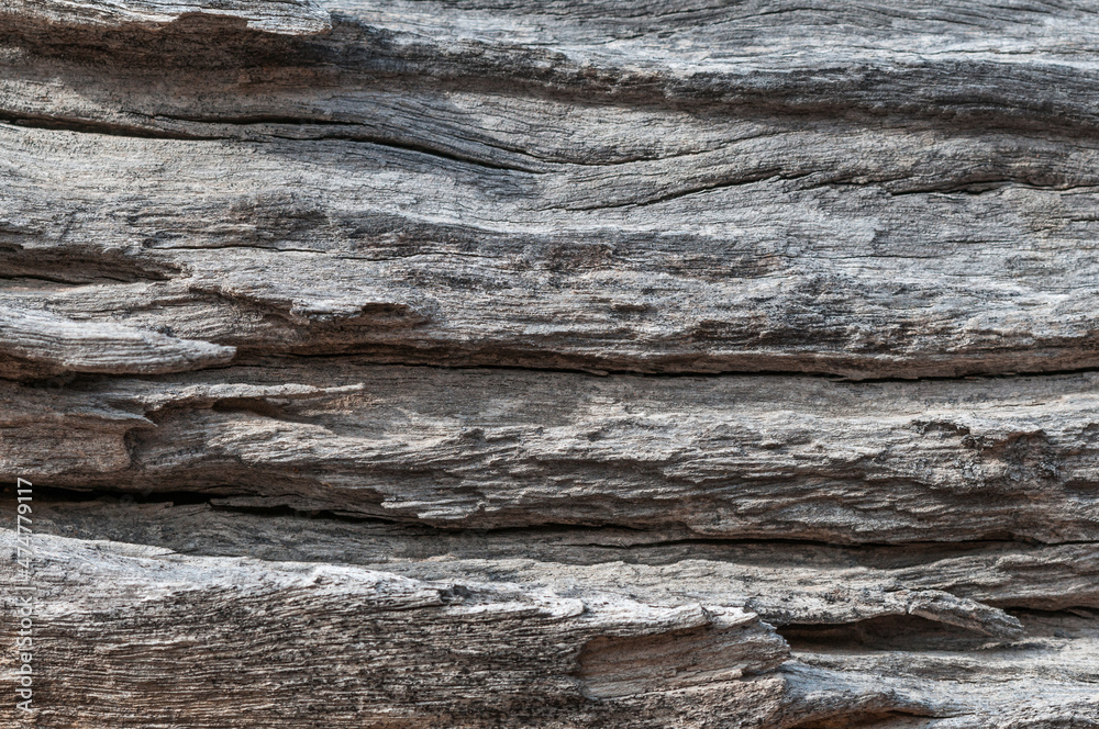 Wood texture / Rustic gray wood background with structural effect.