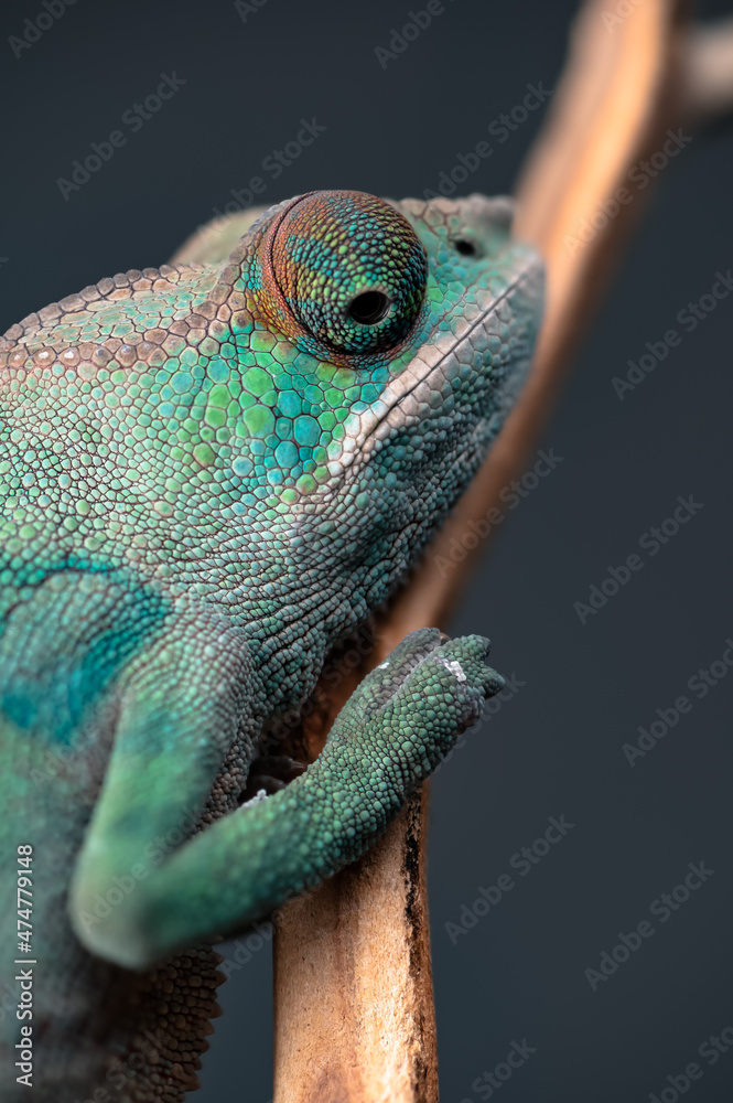 Fototapeta premium Chameleon Close Up 1 